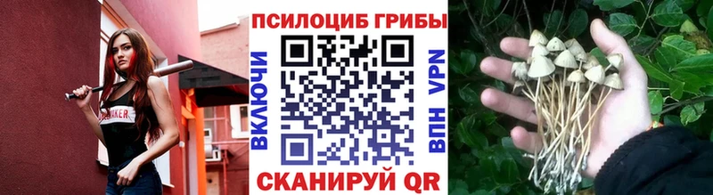 сайты даркнета телеграм Курчатов мега зеркало Галлюциногенные грибы Magic Shrooms продажа наркотиков